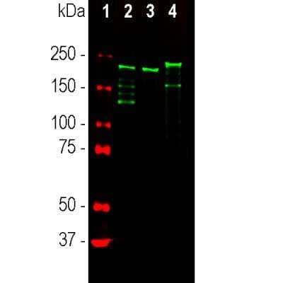 Western Blot: NF-H Antibody (9B12) [NBP1-05210]