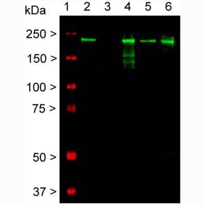 Western Blot: NF-H Antibody (AH1) [NBP1-05209]