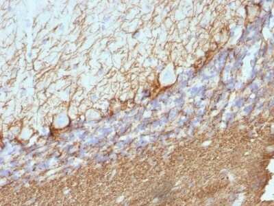Immunohistochemistry-Paraffin: NF-H Antibody (NE14) - Azide and BSA Free [NBP2-47834]