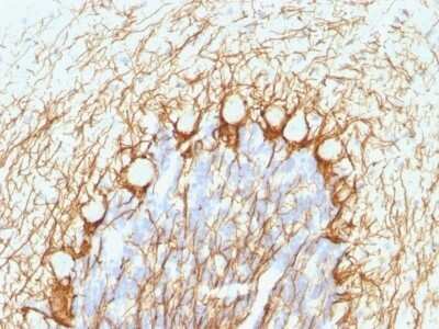 Immunohistochemistry-Paraffin: NF-H Antibody (NE14) - Azide and BSA Free [NBP2-47834]