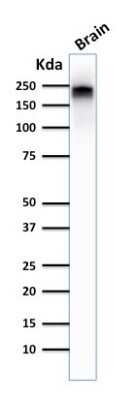 Western Blot: NF-H Antibody (NE14)Azide and BSA Free [NBP2-47834]