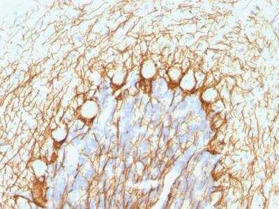 Immunohistochemistry-Paraffin: NF-H Antibody (NE14) - IHC-Prediluted [NBP2-48252]