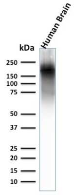 Western Blot: NF-H Antibody (NEFL.H/2324R)Azide and BSA Free [NBP3-08552]