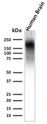 Western Blot: NF-H Antibody (NEFL.H/2324R) [NBP3-07406]