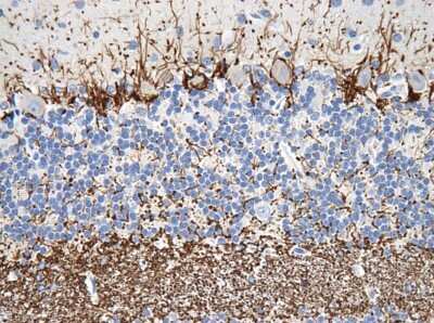 Immunohistochemistry-Paraffin: NF-H Antibody (NF-01) - BSA Free [NB500-416]