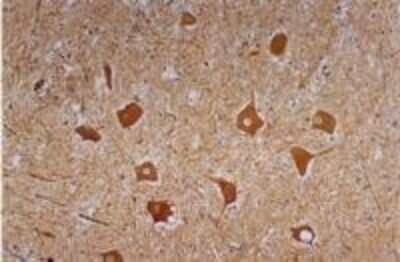 Immunohistochemistry-Paraffin: NF-H Antibody (NF-01) - BSA Free [NB500-416]