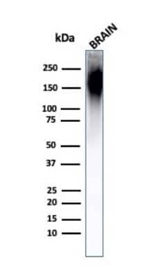 Western Blot: NF-H Antibody (NF421)Azide and BSA Free [NBP2-33102]