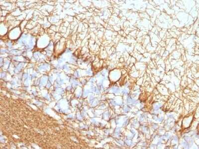Immunohistochemistry-Paraffin: NF-H Antibody (NF421) - IHC-Prediluted [NBP2-44724]