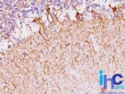 Immunohistochemistry-Paraffin: NF-H Antibody (NF421) - IHC-Prediluted [NBP2-44724]