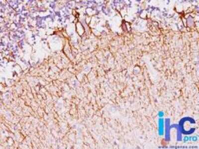Immunohistochemistry-Paraffin: NF-H Antibody (NF421) [NBP2-29629]