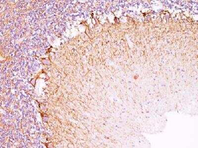 Immunohistochemistry-Paraffin: NF-H Antibody (NF421) [NBP2-29629]