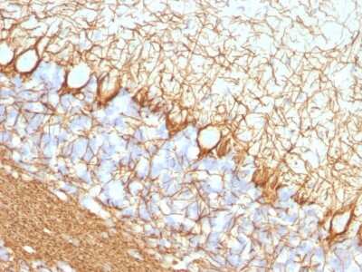 Immunohistochemistry-Paraffin: NF-H Antibody (NF421) [NBP2-29629]
