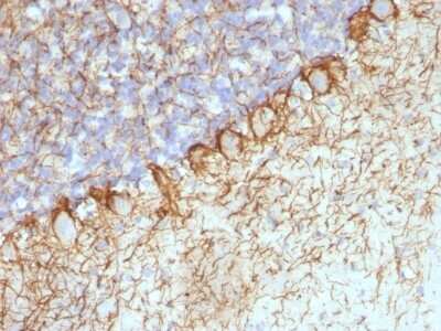 Immunohistochemistry-Paraffin: NF-H Antibody (RT-97 + NR-4) [NBP2-45280]