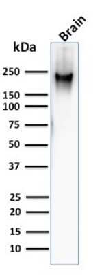 Western Blot: NF-H Antibody (RT97)Azide and BSA Free [NBP2-33062]