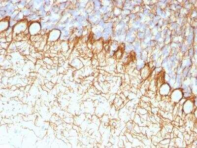 Immunohistochemistry-Paraffin: NF-H Antibody (RT97) - IHC-Prediluted [NBP2-48235]