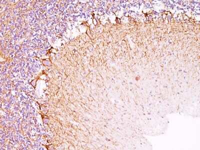 Immunohistochemistry-Paraffin: NF-H Antibody (RT97) [NBP2-29435]