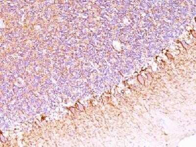 Immunohistochemistry-Paraffin: NF-H Antibody (SPM563) - Azide and BSA Free [NBP2-34427]
