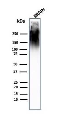 Western Blot: NF-H Antibody (SPM563)Azide and BSA Free [NBP2-34427]