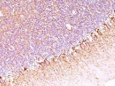 Immunohistochemistry-Paraffin: NF-H Antibody (SPM563) - IHC-Prediluted [NBP2-44725]