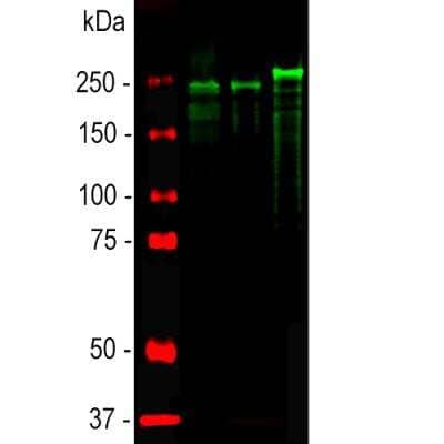 Western Blot: NF-H Antibody [NB300-217]