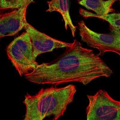 Immunocytochemistry/ Immunofluorescence: NF-L Antibody (1H3) - BSA Free [NBP2-37528]