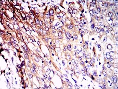Immunohistochemistry-Paraffin: NF-L Antibody (1H3) - BSA Free [NBP2-37528]