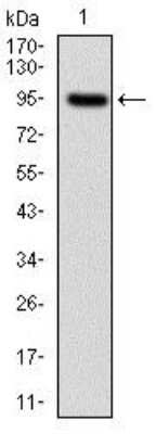 Western Blot: NF-L Antibody (1H3)BSA Free [NBP2-37528]