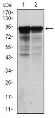 Western Blot: NF-L Antibody (1H3)BSA Free [NBP2-37528]