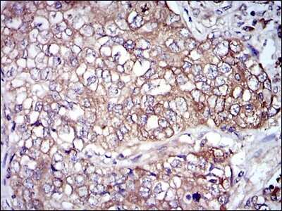 Immunohistochemistry-Paraffin: NF-L Antibody (2G10) - BSA Free [NBP2-37525]