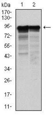 Western Blot: NF-L Antibody (2G10)BSA Free [NBP2-37525]