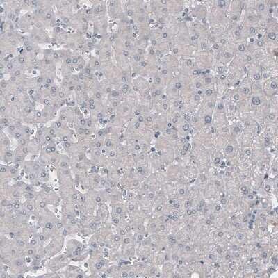Immunohistochemistry-Paraffin: NF-L Antibody (CL4729) [NBP2-59061]