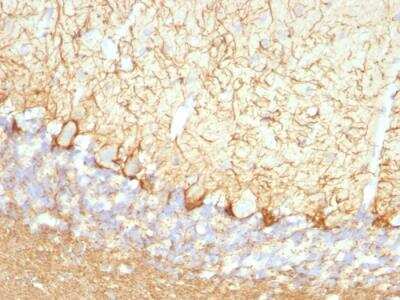 Immunohistochemistry-Paraffin: NF-L Antibody (NFL/736) - Azide and BSA Free [NBP2-47970]