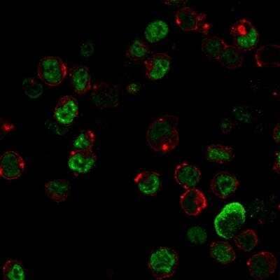 Immunocytochemistry/ Immunofluorescence: NF-L Antibody (NR-4) - Azide and BSA Free [NBP2-47969]