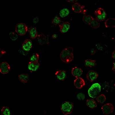 Immunocytochemistry/ Immunofluorescence: NF-L Antibody (NR-4) [NBP2-44891]