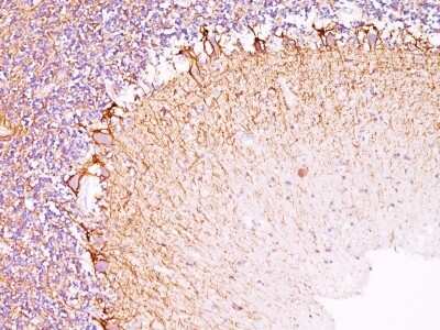 Immunohistochemistry-Paraffin: NF-L Antibody (NR-4) [NBP2-44891]