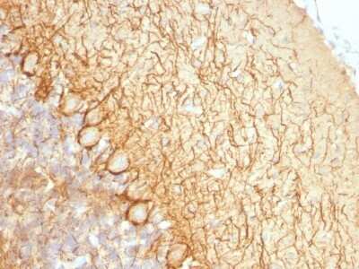 Immunohistochemistry-Paraffin: NF-L Antibody (NR-4) [NBP2-44891]