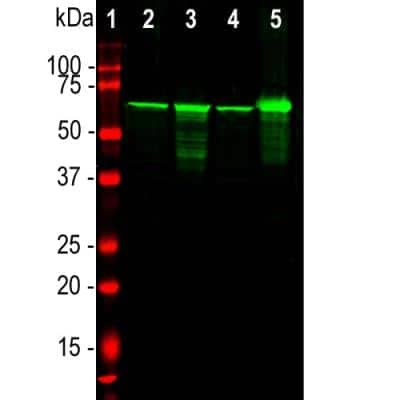 Western Blot: NF-L Antibody [NB300-131]