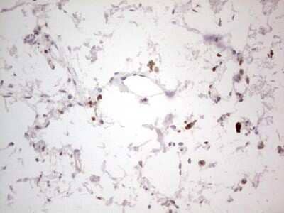 Immunohistochemistry: NF-M Antibody (OTI2G3) [NBP2-46139]