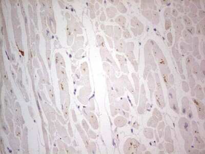 Immunohistochemistry: NF-M Antibody (OTI2G3) [NBP2-46139]