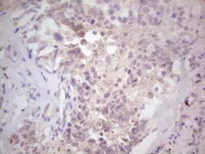 Immunohistochemistry: NF-M Antibody (OTI2G3) [NBP2-46139]