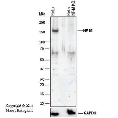 Knockout Validated: NF-M Antibody [NB300-133]