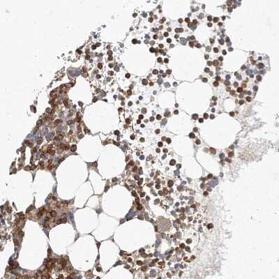 Immunohistochemistry-Paraffin: NFAM1 Antibody [NBP1-84424]