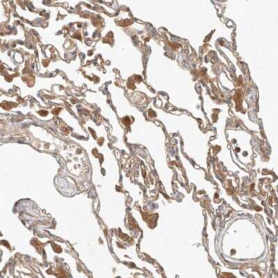 Immunohistochemistry-Paraffin: NFAM1 Antibody [NBP1-84424]