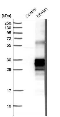 Western Blot: NFAM1 Antibody [NBP1-84424]