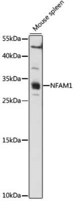 Western Blot: NFAM1 AntibodyAzide and BSA Free [NBP2-93313]