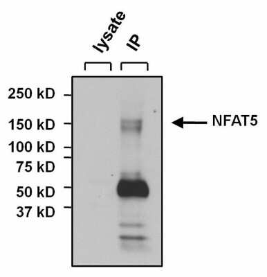 Immunoprecipitation: NFAT5 Antibody [NB120-3446]