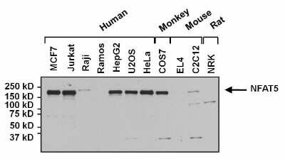 Western Blot: NFAT5 Antibody [NB120-3446]