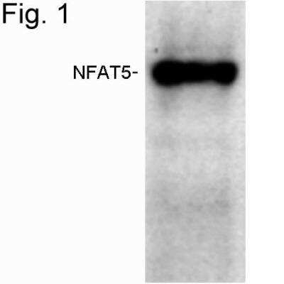 Western Blot: NFAT5 Antibody [NB120-3446]