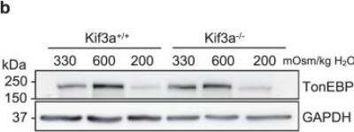 Western Blot: NFAT5 Antibody [NB120-3446]