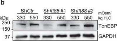 Western Blot: NFAT5 Antibody [NB120-3446]